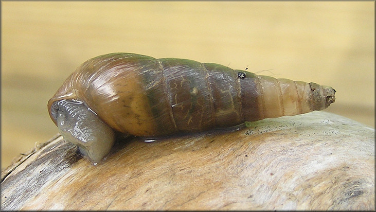 Rumina Decollata Linnaeus Decollate Snail